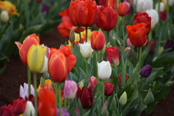 field of mixed tulips