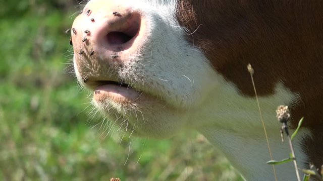 Wiederk&auml;uende Kuh