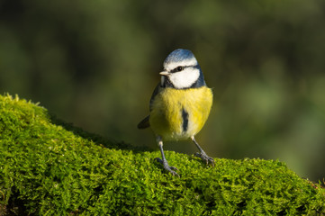 Blue Tit on moss