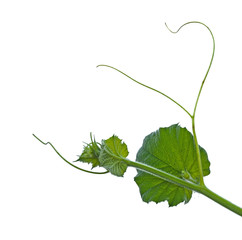 Close up of vine