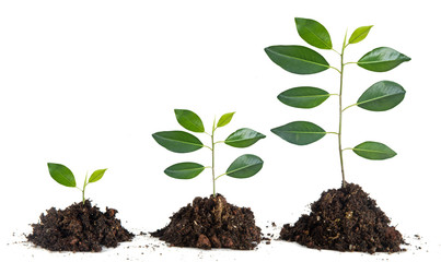 Saplings on white background