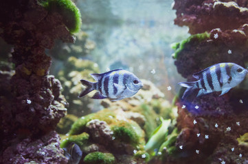 Abudefduf sexfasciatus. Fish swimming in the ocean, against a background of corals