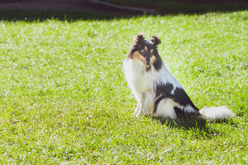 Charming sheltie, Shetland Sheepdog on the green lawn. Space for text