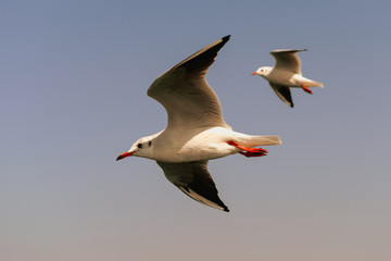 Two gulls (albatross) soar high in the sky