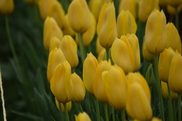 field of yellow tulips