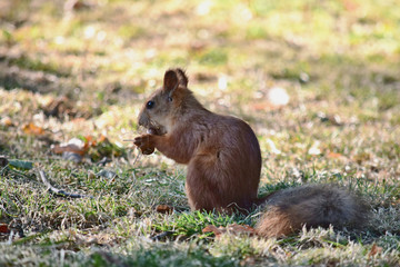 The squirrel eats a nut at the autumn glade in a park
