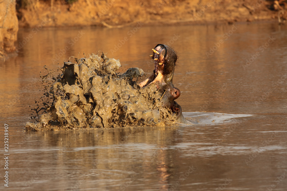 Poster The common hippopotamus (Hippopotamus amphibius) or hippo with open jaws and long teeth and spattering water in the dam