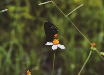 Buttefly on a flower
