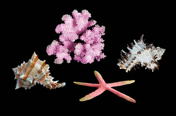coral, starfish, and seashells on black background © Dmitry