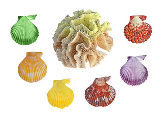 A  coral and seashells isolated on white background © Dmitry