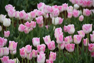 pink and white tulip flowers in the garden