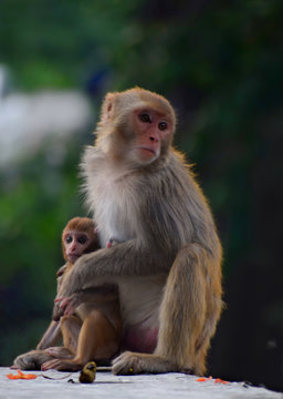 Nobody loves more like our mother does Nobody cares more like our mother does Here is a beautiful example of a caring mother hence it has been proved one again that nobody is greater then our mother