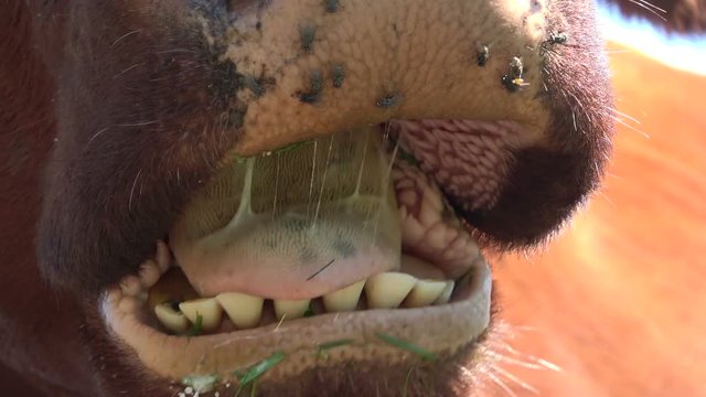 Wiederk&auml;unde Kuh, Kuhmaul mit Fliegen