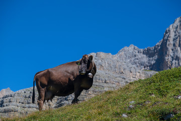 Cows in the Alps, near Madonna di Campiglio 