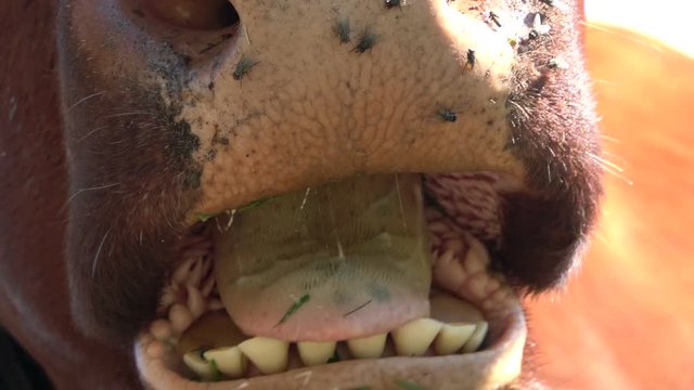 Wiederk&auml;unde Kuh, Kuhmaul mit Fliegen