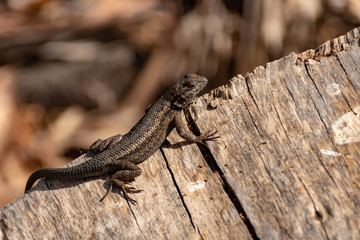 lizard