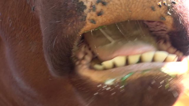 Wiederk&auml;unde Kuh, Kuhmaul mit Fliegen