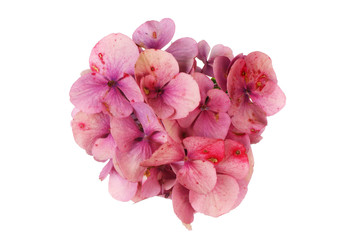 Fading hydrangea flower