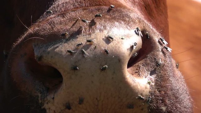 Wiederk&auml;unde Kuh, Kuhmaul mit Fliegen