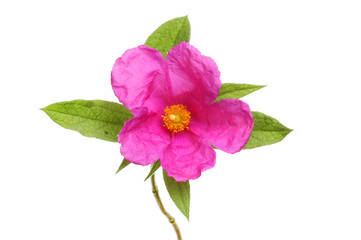 Magenta rock rose flower - obrazy, fototapety, plakaty