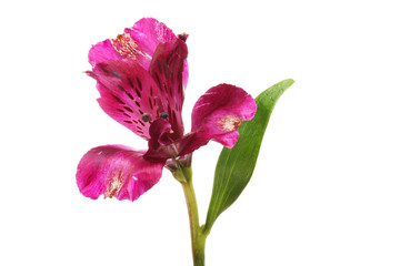 Fototapeta premium Purple alstroemeria flower