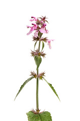 Marsh woundwort closeup