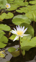 Blooming water lily flower in a pound close up view  