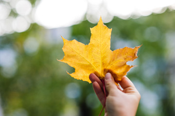 autumn leaf in hand