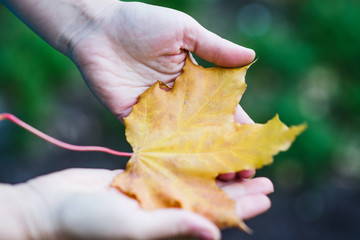 autumn leaf in hand