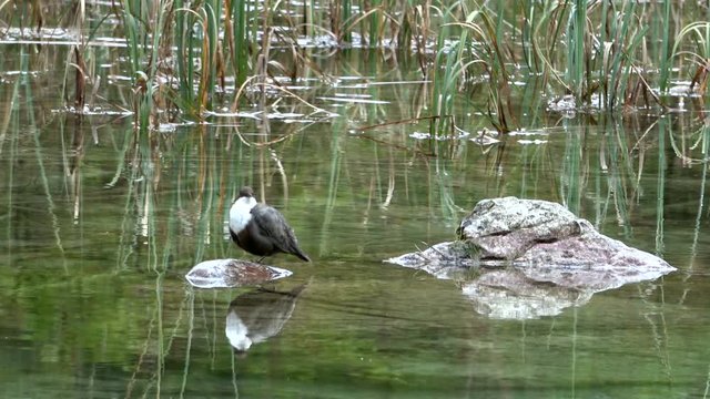Wasseramsel (Cinclus cinclus gularis) 