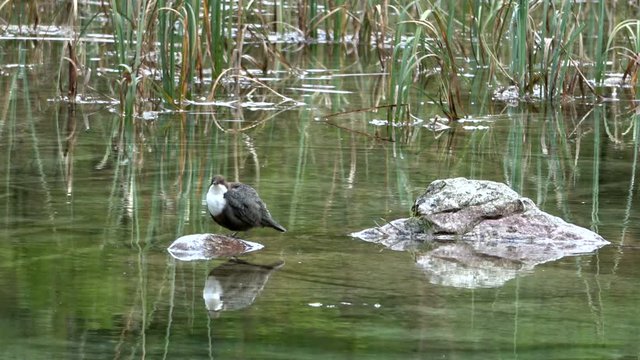 Wasseramsel (Cinclus cinclus gularis) 