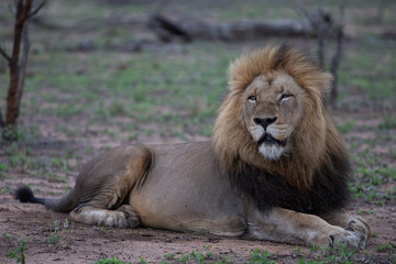 Obraz na płótnie Canvas Big male lion - full body
