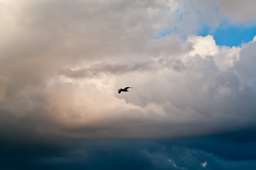 Fototapeta na wymiar Lone Pelican in Flight - Silhouette