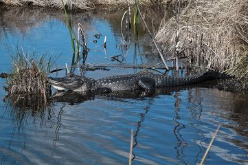 Smiley the Alligator