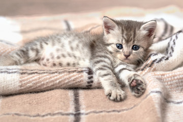 Fototapeta na wymiar gray striped cat lies on a plaid