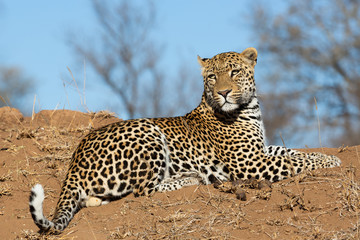 Leopard on a hill