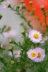 fiore natura bianco margherita petalo giardino bianco verde flora 