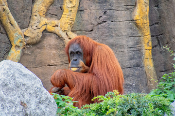 Orangutan sitting down