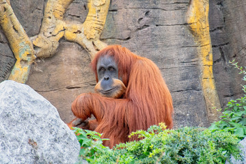 Orangutan sitting down © russell102