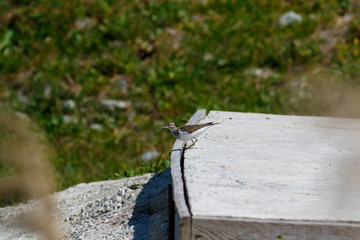 Common Sandpiper (Actitis hypoleucos)