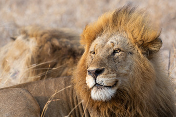 Male lion looking left