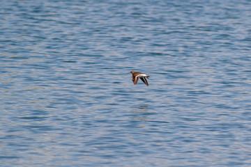 Common Sandpiper (Actitis hypoleucos)