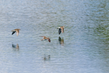 Common Sandpiper (Actitis hypoleucos)