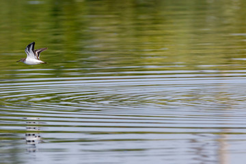 Common Sandpiper (Actitis hypoleucos)