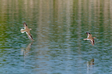 Common Sandpiper (Actitis hypoleucos)