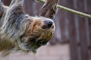 Two toed sloth crawling along some rope
