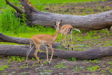 Tanzania. Antelopes impala in Mikumi park