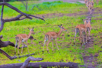 Tanzania. Antelopes impala in Mikumi park
