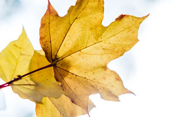 leaves against the sky