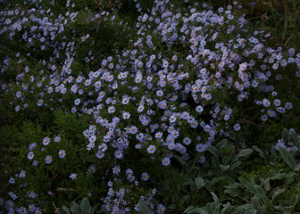 Blossoming aster flowers on park lawn in autumn